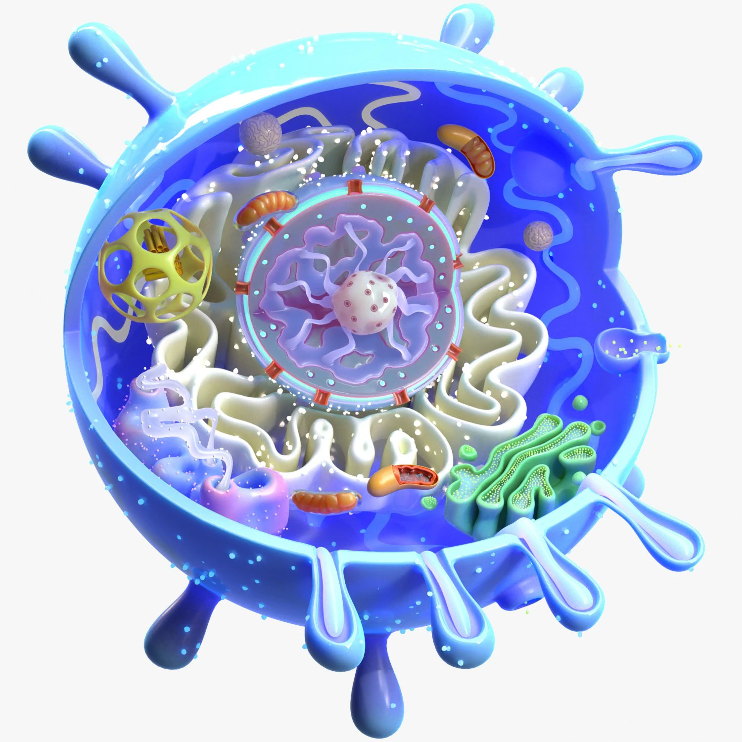 Animal Cell 3D Model .c4d .max .obj .3ds .fbx .stl .blend 