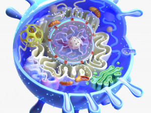 Animal Cell 3D Model