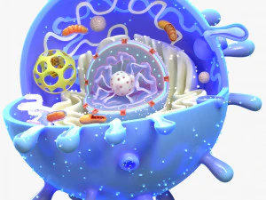 Animal Cell 3D Model