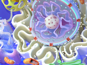 Animal Cell 3D Model