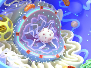 Animal Cell 3D Model