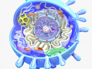 Animal Cell 3D Model