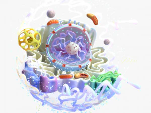Animal Cell 3D Model