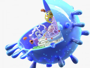 Animal Cell 3D Model