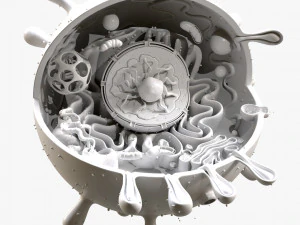 Animal Cell 3D Model