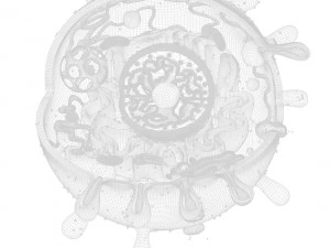 Animal Cell 3D Model