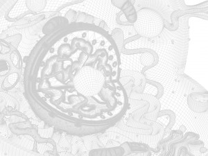 Animal Cell 3D Model
