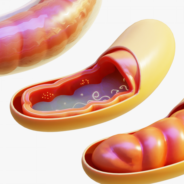 Mitochondria Cell 3D मॉडल .c4d .max .obj .3ds .fbx .stl .blend 