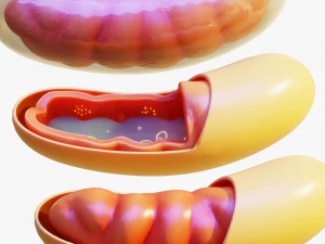 C&eacute;lula mitocondria Modelo 3D