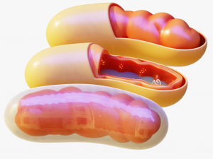 Mitochondria Cell 3D मॉडल