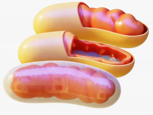 C&eacute;lula mitocondria Modelo 3D