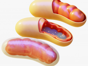Mitochondria Cell 3D मॉडल