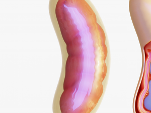 Mitochondria Cell 3D मॉडल