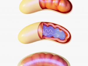 Mitochondria Cell 3D मॉडल