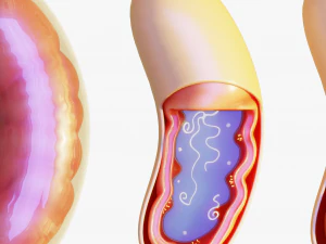 C&eacute;lula mitocondria Modelo 3D
