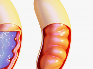 Mitochondria Cell 3D मॉडल