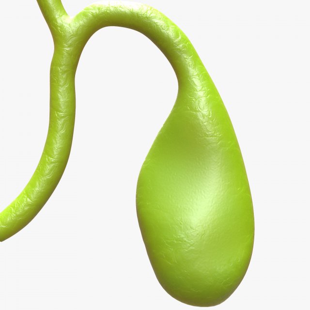 Gallbladder With Gallstones 3D Modell .c4d .max .obj .3ds .fbx .stl .blend