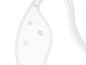 Gallbladder With Gallstones 3D Model
