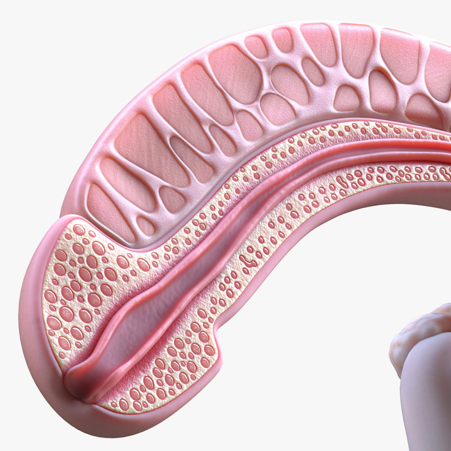 Male Reproductive System 3D Model .c4d .max .obj .3ds .fbx .stl .blend