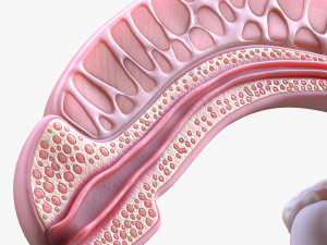 Male Reproductive System 3D Model