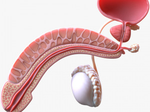 Male Reproductive System 3D Model