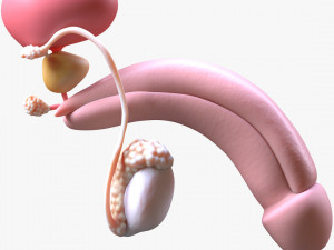 Male Reproductive System 3D Model