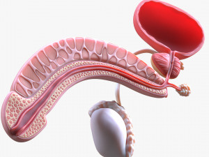 Male Reproductive System 3D Model
