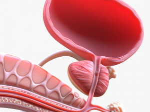 Male Reproductive System 3D Model
