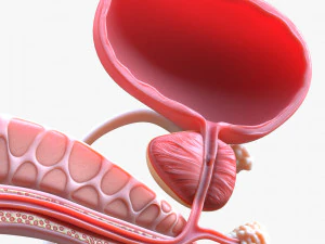 Male Reproductive System 3D Model