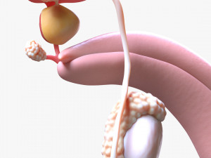 Male Reproductive System 3D Model