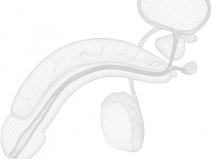 Male Reproductive System 3D Model