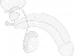 Male Reproductive System 3D Model