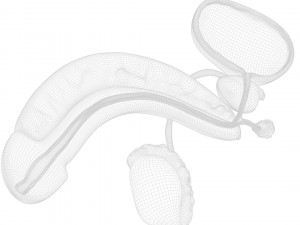 Male Reproductive System 3D Model