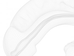 Male Reproductive System 3D Model