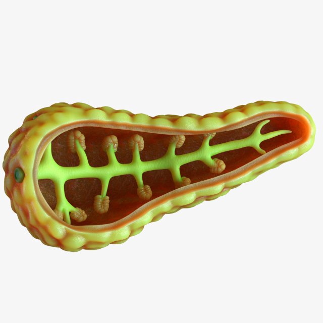 Human Pancreas Anatomy 3D मॉडल .c4d .max .obj .3ds .fbx .stl .blend 