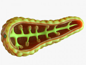 Human Pancreas Anatomy 3D Model