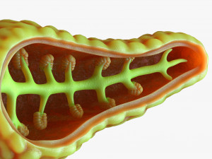 Human Pancreas Anatomy 3D मॉडल