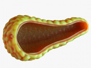Human Pancreas Anatomy 3D मॉडल