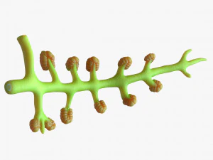 Human Pancreas Anatomy 3D Model