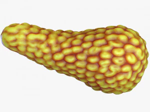 Human Pancreas Anatomy 3D Model