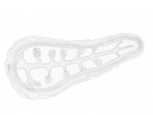 Human Pancreas Anatomy 3D Model