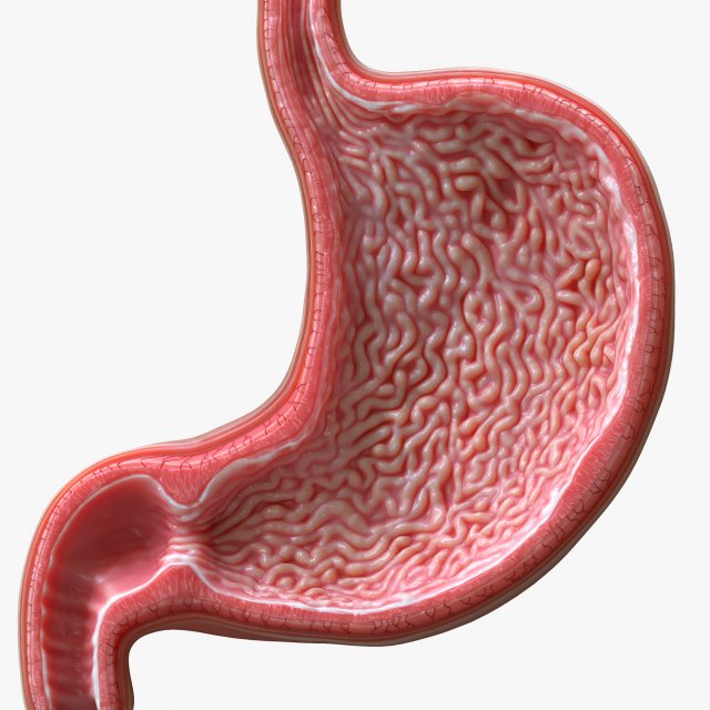 Human Stomach Cross Section 3D Model .c4d .max .obj .3ds .fbx .stl .blend 