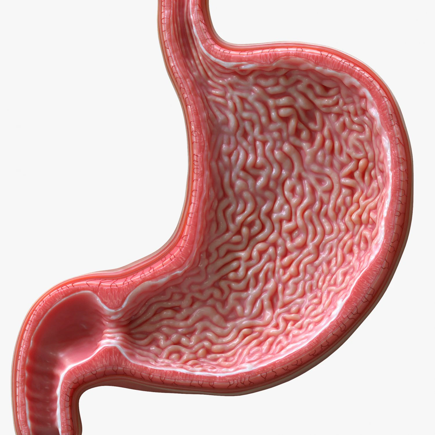 Human Stomach Cross Section 3D Model .c4d .max .obj .3ds .fbx .stl .blend 