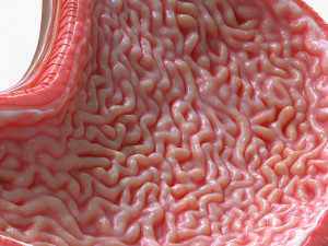 Human Stomach Cross Section 3D Model