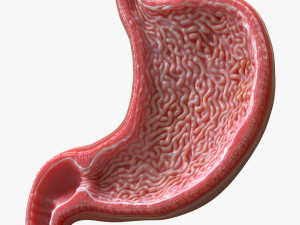 Human Stomach Cross Section 3D Model