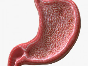 Human Stomach Cross Section 3D Model