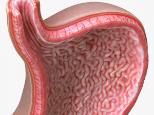 Human Stomach Cross Section 3D Model
