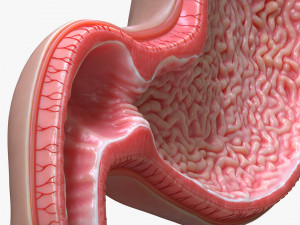 Human Stomach Cross Section 3D Model