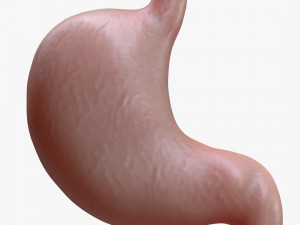 Human Stomach Cross Section 3D Model