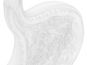 Human Stomach Cross Section 3D Model